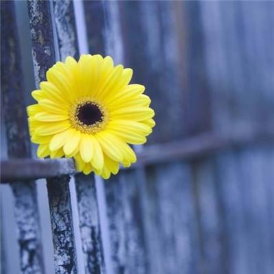 金沙威尼斯(wns)欢乐娱人城